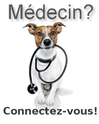 Un chien avec un st�thoscope